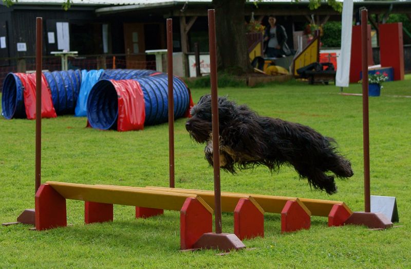 Hundesport-Turnier