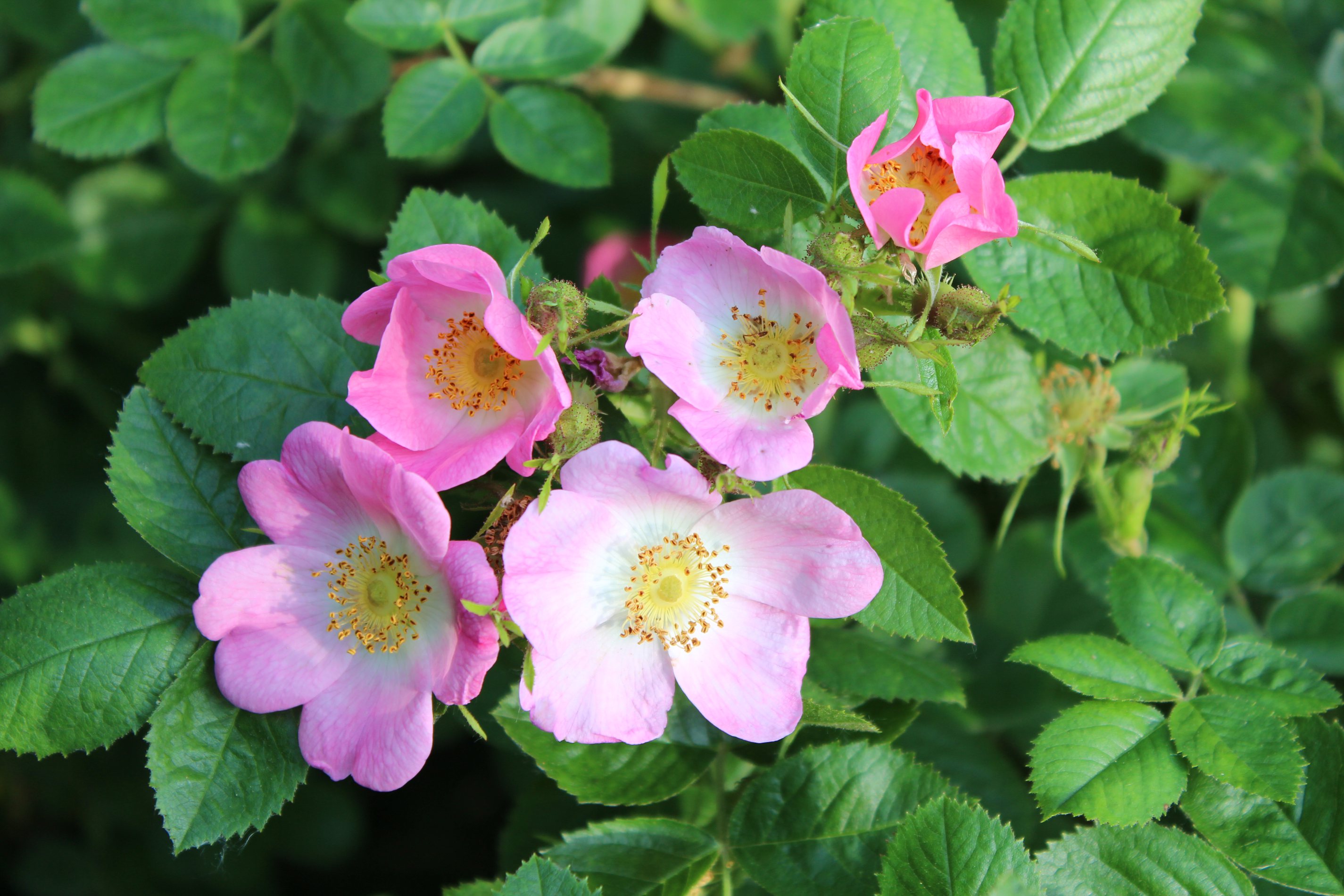 Rosenblüte am Waldhügel